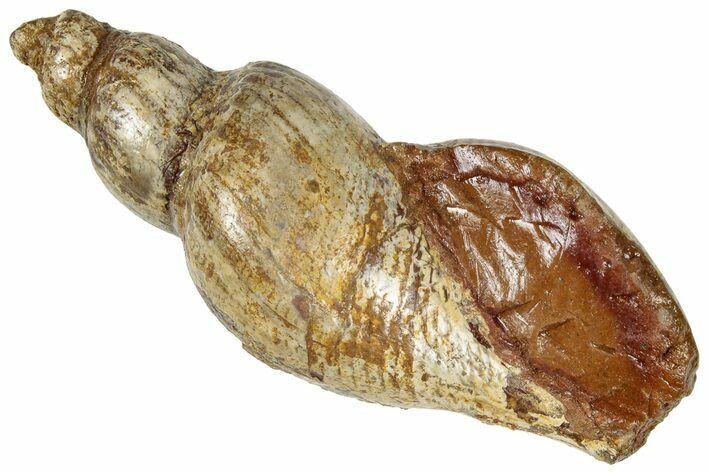 Polished Cretaceous Gastropod (Turritella) Fossil - Texas #320934